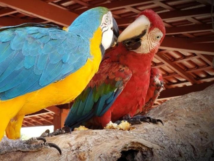 Pousada Recanto Dos Passaros Balsas Bagian luar foto