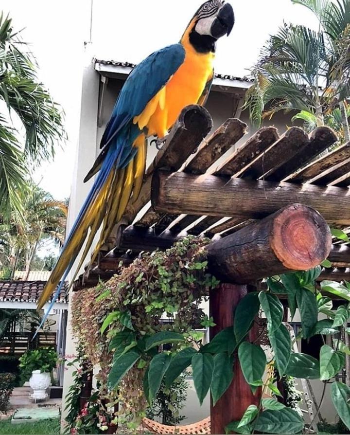 Pousada Recanto Dos Passaros Balsas Bagian luar foto