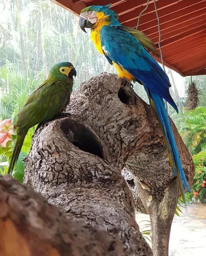 Pousada Recanto Dos Passaros Balsas Bagian luar foto