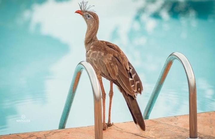 Pousada Recanto Dos Passaros Balsas Bagian luar foto