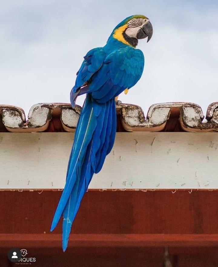 Pousada Recanto Dos Passaros Balsas Bagian luar foto