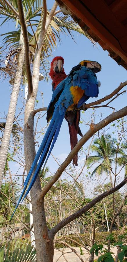 Pousada Recanto Dos Passaros Balsas Bagian luar foto