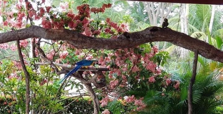 Pousada Recanto Dos Passaros Balsas Bagian luar foto