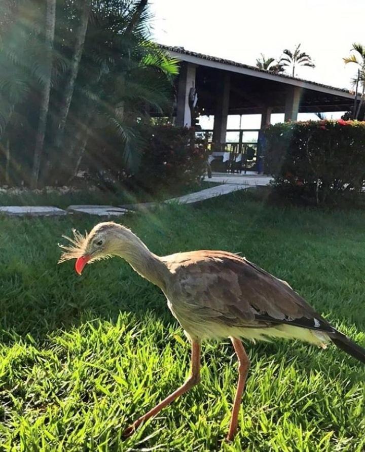 Pousada Recanto Dos Passaros Balsas Bagian luar foto